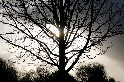 Sun bursting through beyond the clouds and emphasising the bare branches on a tall tree.