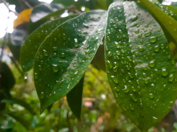 istock Abstract Leaves Photography with Defocused Background 1296664833