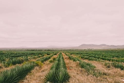 A plantation at sunset with hills in the background.