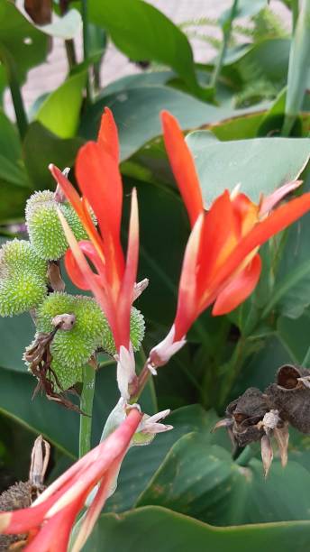 istock red flowers in geeen background 1296666679