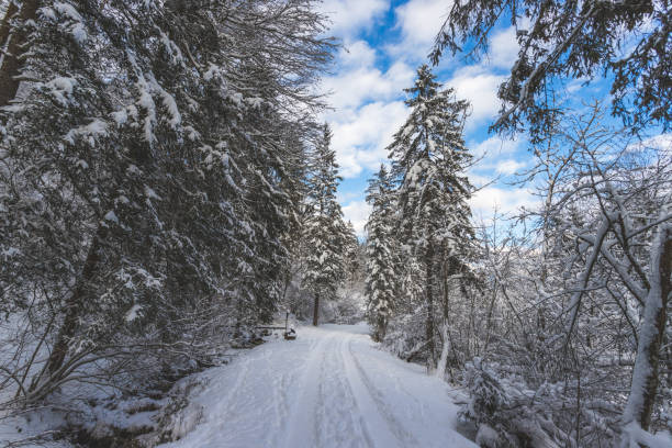 istock Winter landscape with footpath, snowy trees and blue sky 1296666779