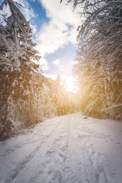 istock Winter landscape with footpath, snowy trees and blue sky, sunlight 1296667721