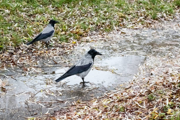 istock Two crows in a puddle among grass and leaves 1296667804