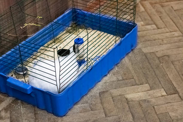 istock Cage with a rabbit on a wooden floor 1296667902