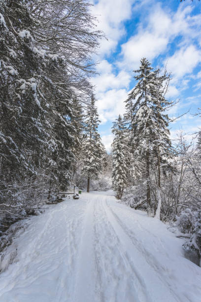 istock Winter landscape with footpath, snowy trees and blue sky 1296667932