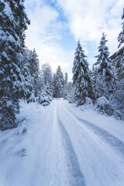 istock Winter landscape with footpath, snowy trees and blue sky 1296668014