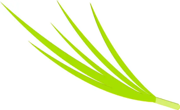 Vector illustration of The feathers of green onions are a bunch of green.