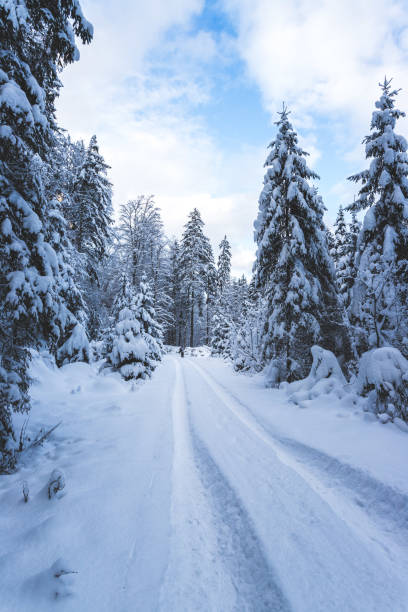 istock Winter landscape with footpath, snowy trees and blue sky 1296668316