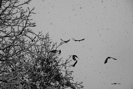 Ravens take off from the tree, disturbed by the noise.