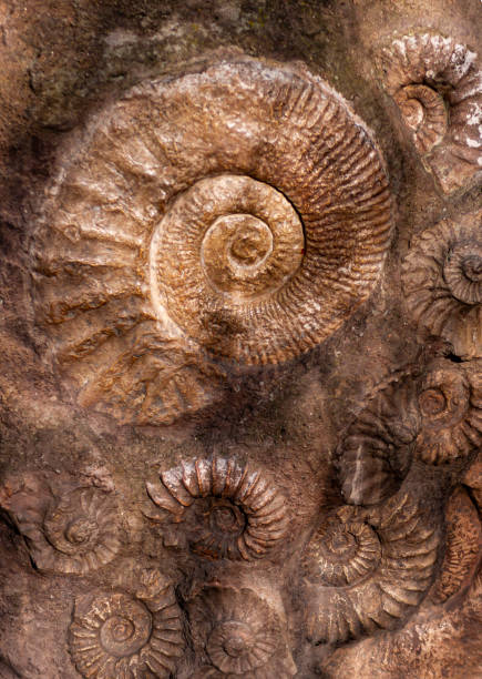 istock Ammonite fossils on the surface of the stone 1296672090