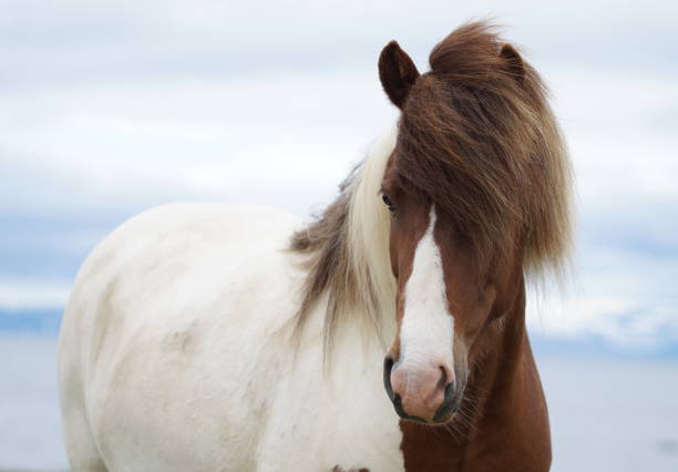 caballo suavemente islandés - horse iceland winter snow fotografías e imágenes de stock