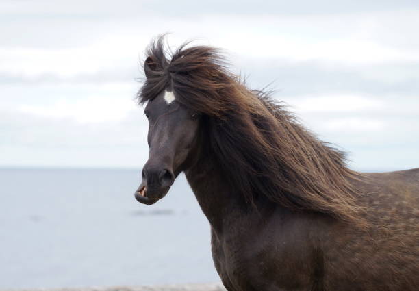 istock Funny horse portrait 1296672630