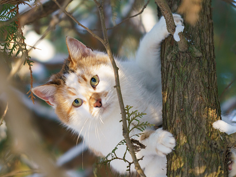 The spotted cat climbed a tree. He clings to the tree trunk. Animals theme.