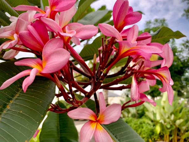 istock Frangipani flowers close up in the park 1296674332