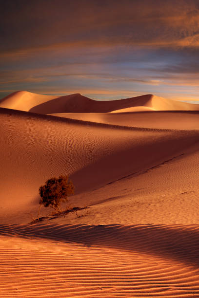 dünen sonnenuntergang - sahara desert stock-fotos und bilder