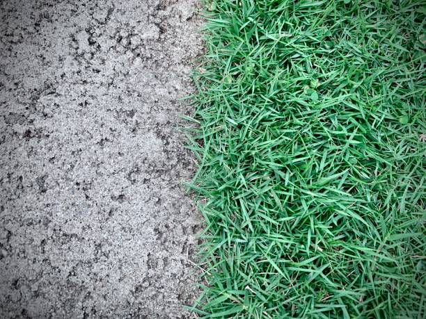 istock Curb and grass border close up view 1296675479