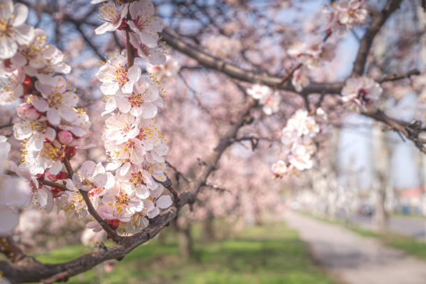 Beautiful spring landscape. Bright pink and white flowers of apricot and peach trees and sunny village street