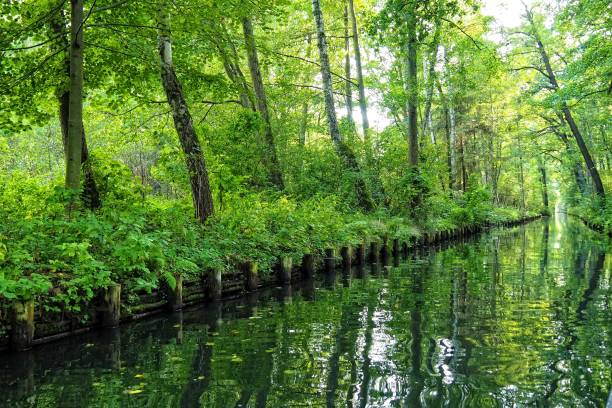 istock Canal in the Spreewald 1296676699
