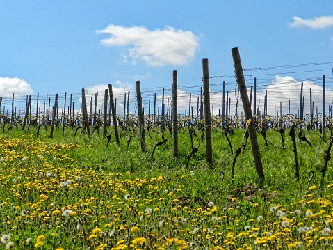 View into a vineyard in summer with dandelion and grass