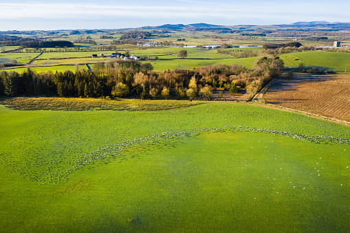 The view from a drone of geese above and on a field in south west Scotland. The geese migrate to Scotland during the cold months of winter.