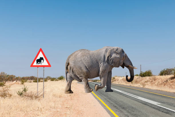 istock Elephant warning road sign in North-Western Namibia 1296681084