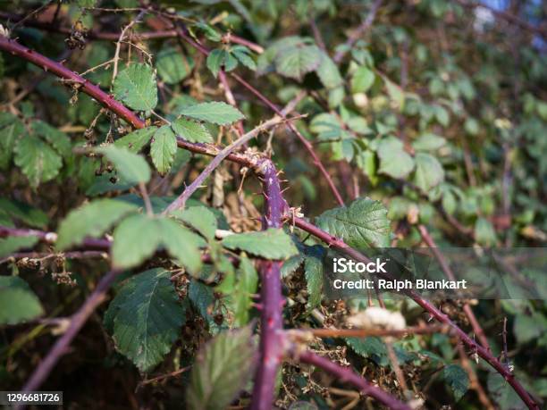 Tendrils Of A Blackberry Bush In Winter Stock Photo - Download Image Now - Blackberry - Fruit, Thorn, Plant