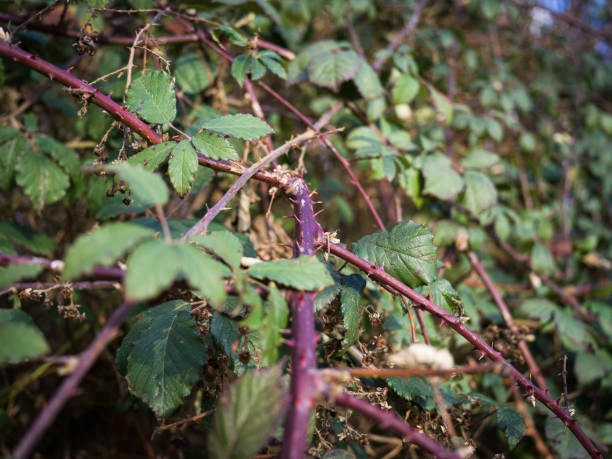 tendrils of a blackberry bush in winter. - blackberry bush plant berry fruit imagens e fotografias de stock