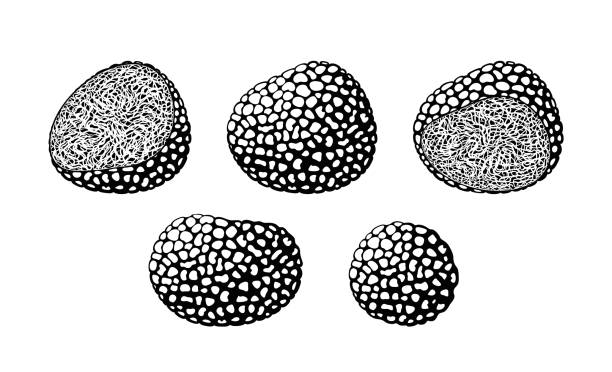 Truffle logo. Isolated truffle on white background EPS 10. Vector illustration chocolate truffle stock illustrations