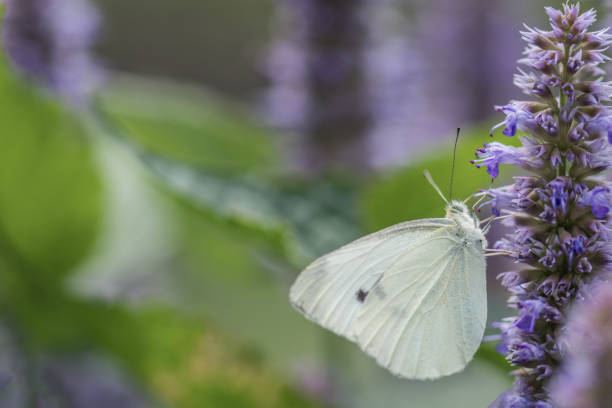 istock White Cabbage Moth on lavendar Hyssopus officinalis flower 1296684470