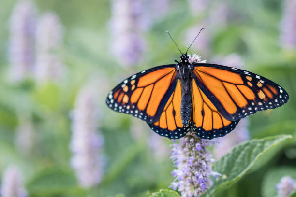 istock Monarch Butterfly on lavendar Hyssopus flower 1296684517