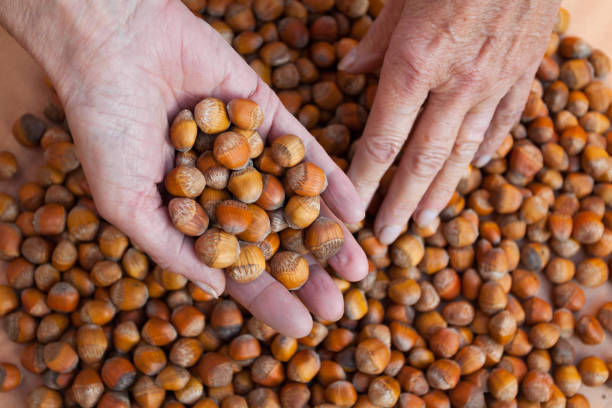 Caucasian female senior hands with organic hazelnuts