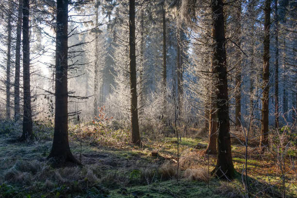 istock Winter landscape, trees in forest covered with hoarfrost 1296686550