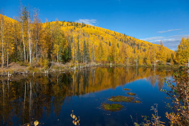 istock Indian Summer at the Bonanza Creek 1296686722