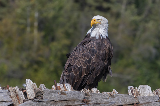 Bald eagle (Haliaeetus leucocephalus) sitting on a wreck at the Yukon River