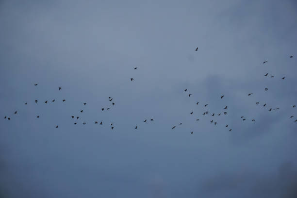 istock A flock of flying foxes flying from one island to another 1296688711