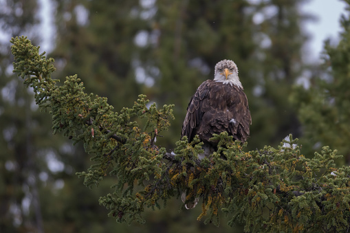 Bald eagle (Haliaeetus leucocephalus) at the Yukon River