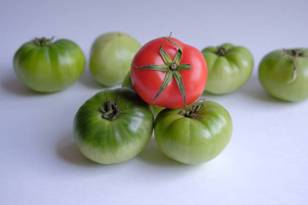 istock difference concept. one red tomato among green tomatoes. Leadership, uniqueness, think different, business success. 1296689422