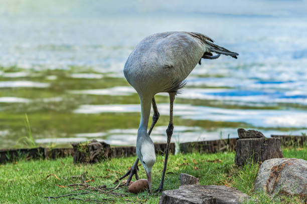 Blue crane - Anthropoides paradiseus making a nest for her egg by a lake