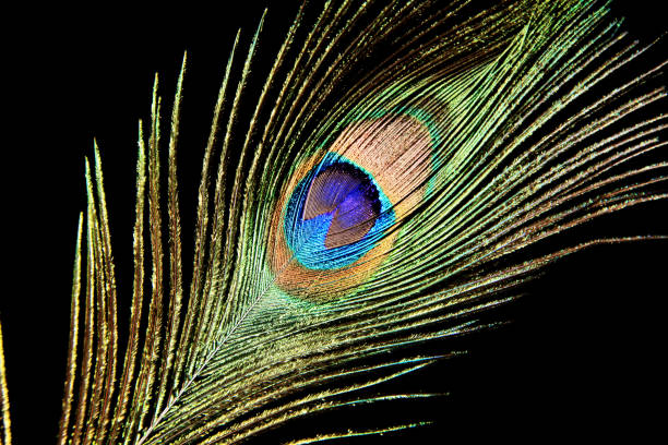 istock Peacock feather isolated on a black background 1296690008