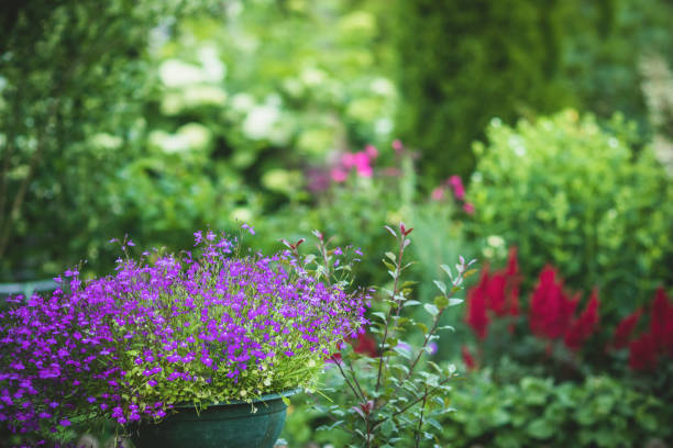 istock Beautiful garden with flowers 1296690431