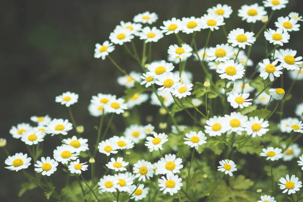 piękne letnie kwiaty - blue chamomile zdjęcia i obrazy z banku zdjęć