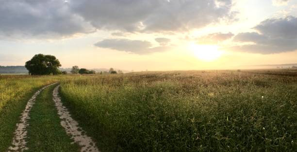 istock Summer crops in a field in beautiful nature 1296690819
