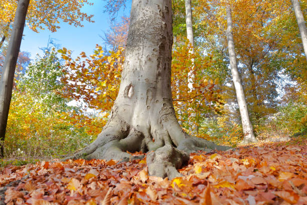 istock At bottom of beech tree in forest at Indian summer 1296691925
