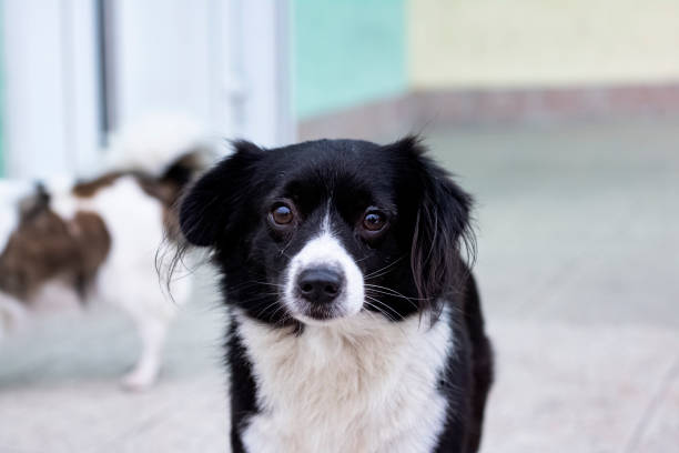 istock Black little fluffy dog, close up portrait 1296692029