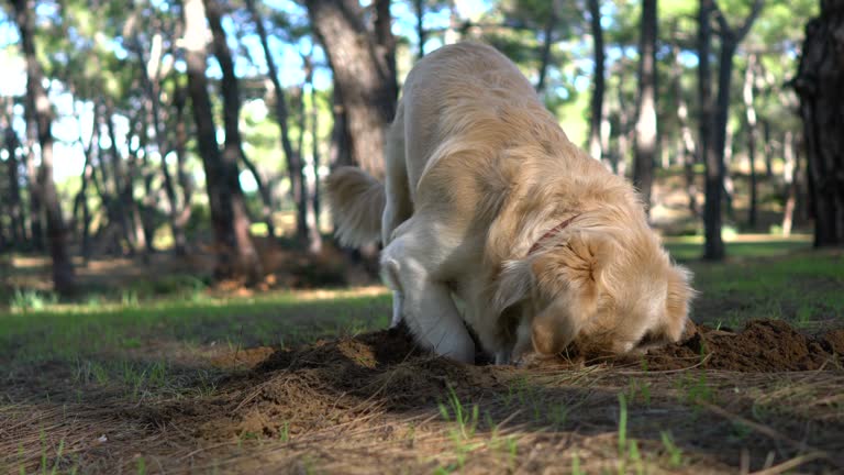 Happy dog digs a hole in the sand in the spring forest.