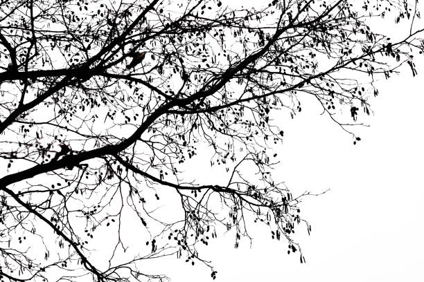 istock Silhouettes of tree branches against a white 1296692095