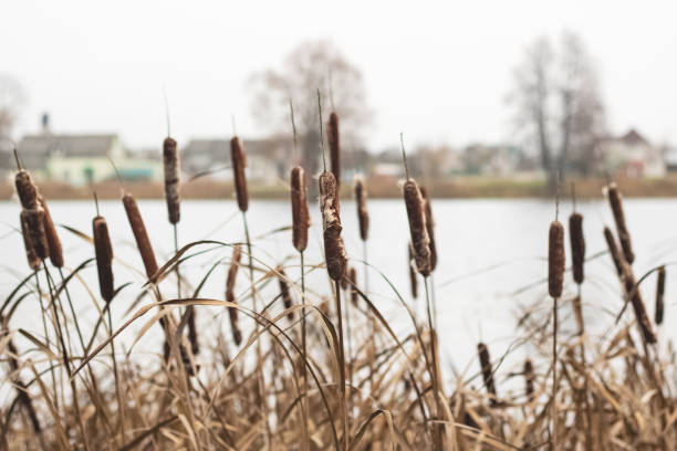 Bushes of brown reeds by the river close up