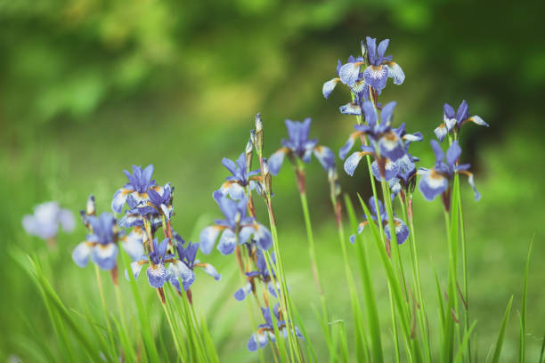 istock irises flowers in the garden 1296692164