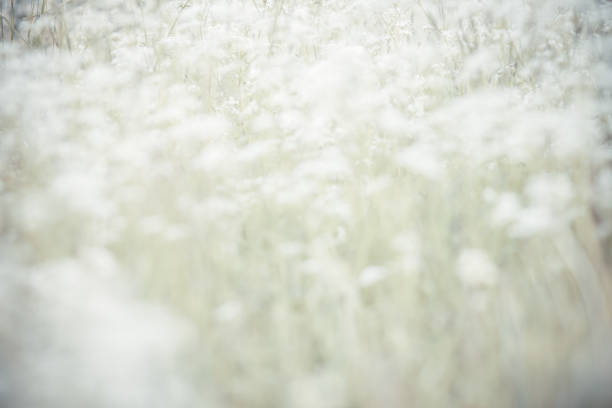 beautiful summer flowers