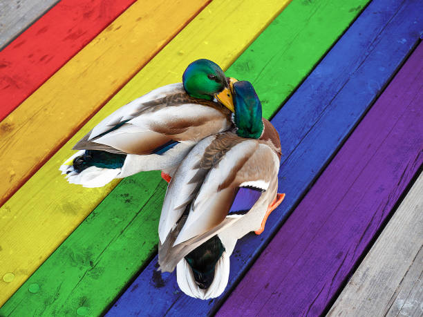 mallard ducks male kiss